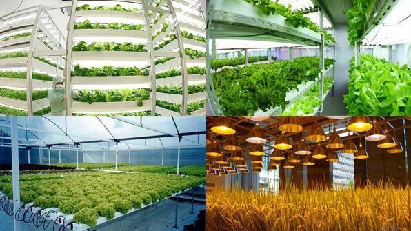 LED plant grow lights .jpg LED plant grow lights .jpg