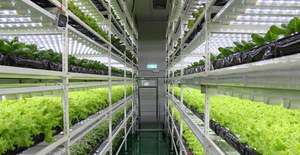 LED growth light.jpg LED growth light.jpg